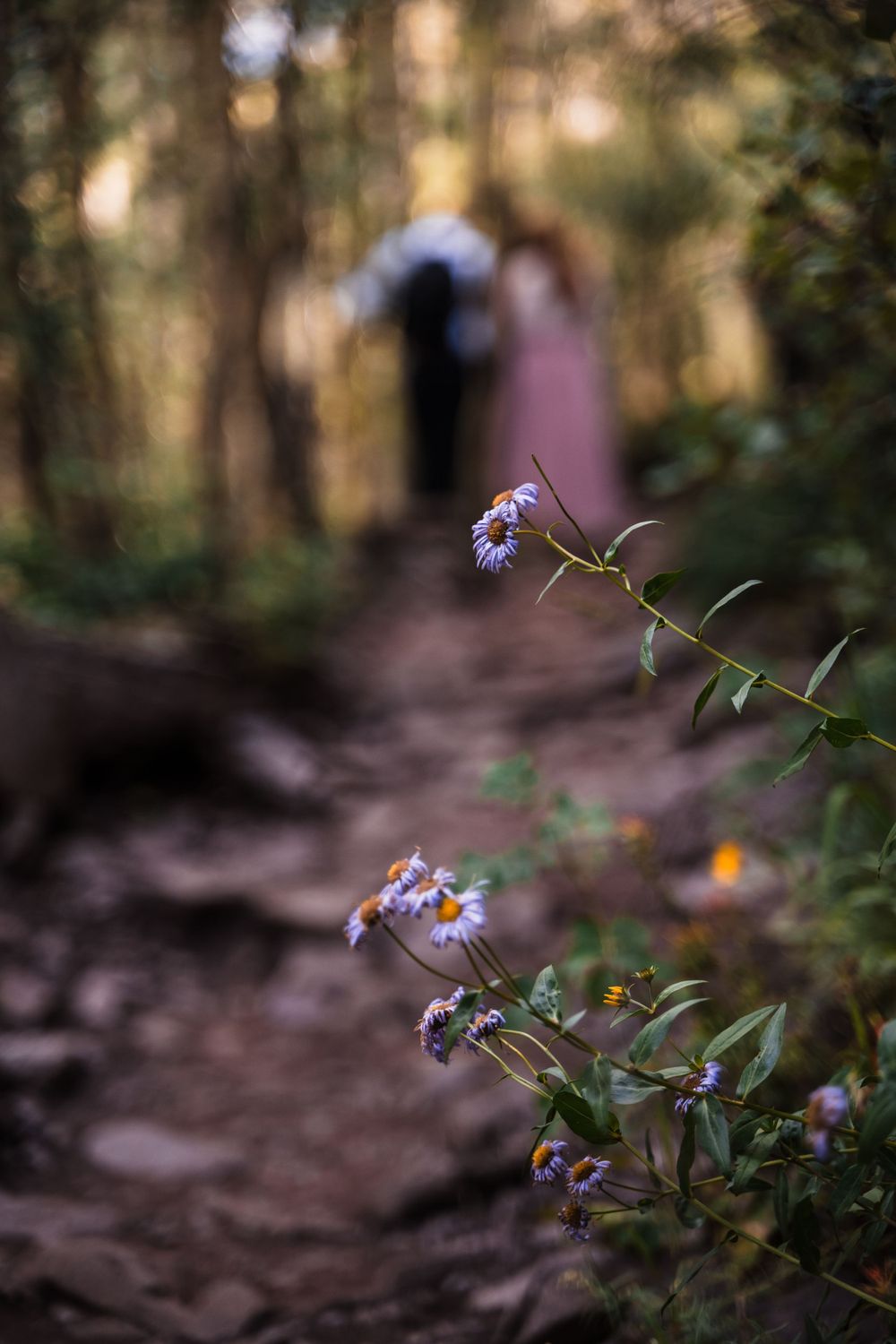 Purple wildflowers in focus with blurred hiking figures on a forest trail in the background.