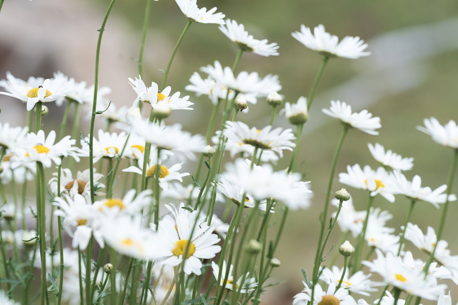 Delicate white daisies swaying in a soft focus field.
