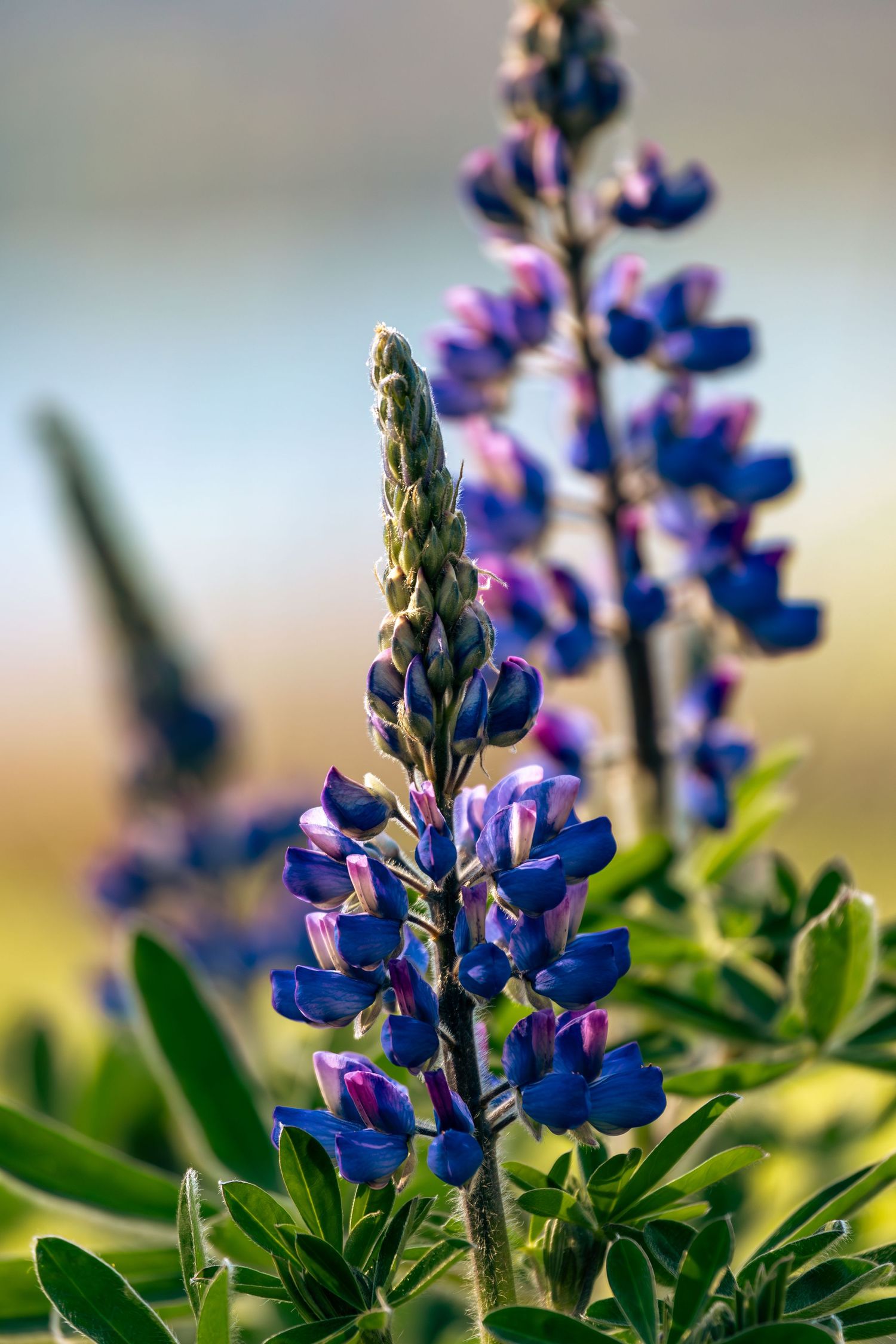 Close-up of vibrant purple and blue lupine flowers growing in a garden with green foliage and soft blurred background.