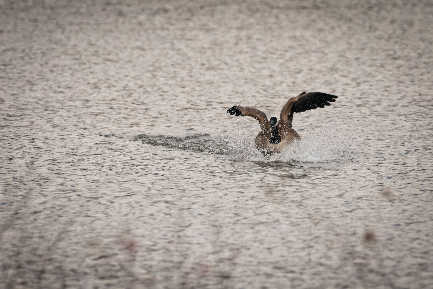 Duck with wings spread landing on rippling water surface in moody gray tones.
