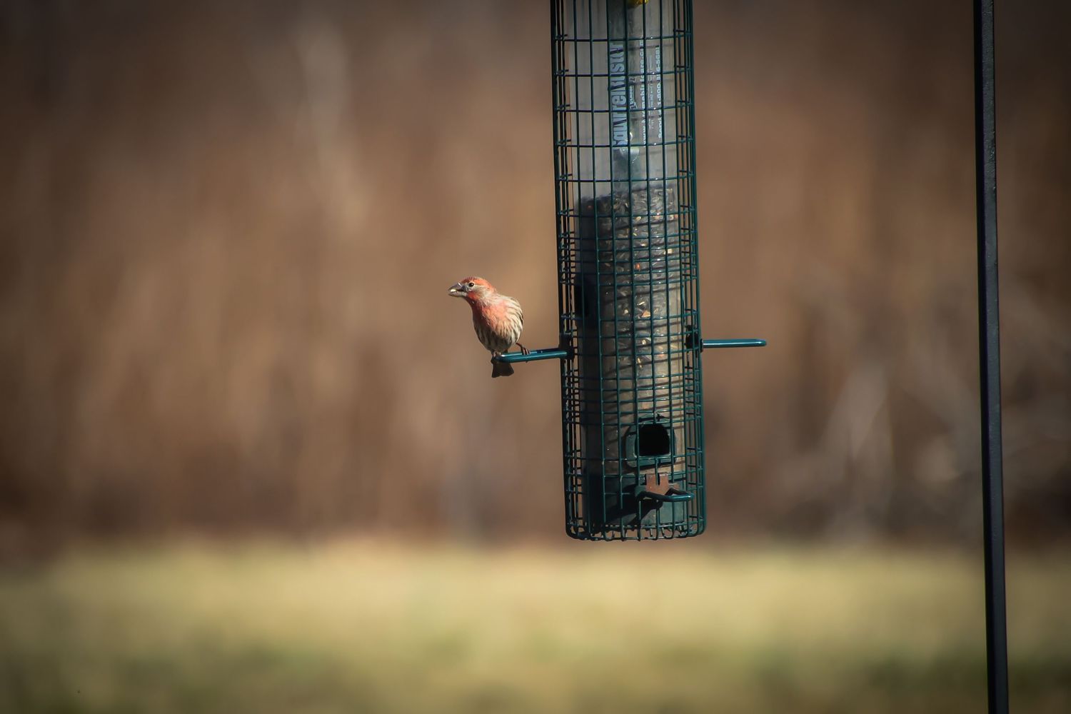 A small bird perches on a green wire mesh bird feeder against a blurred brown background.