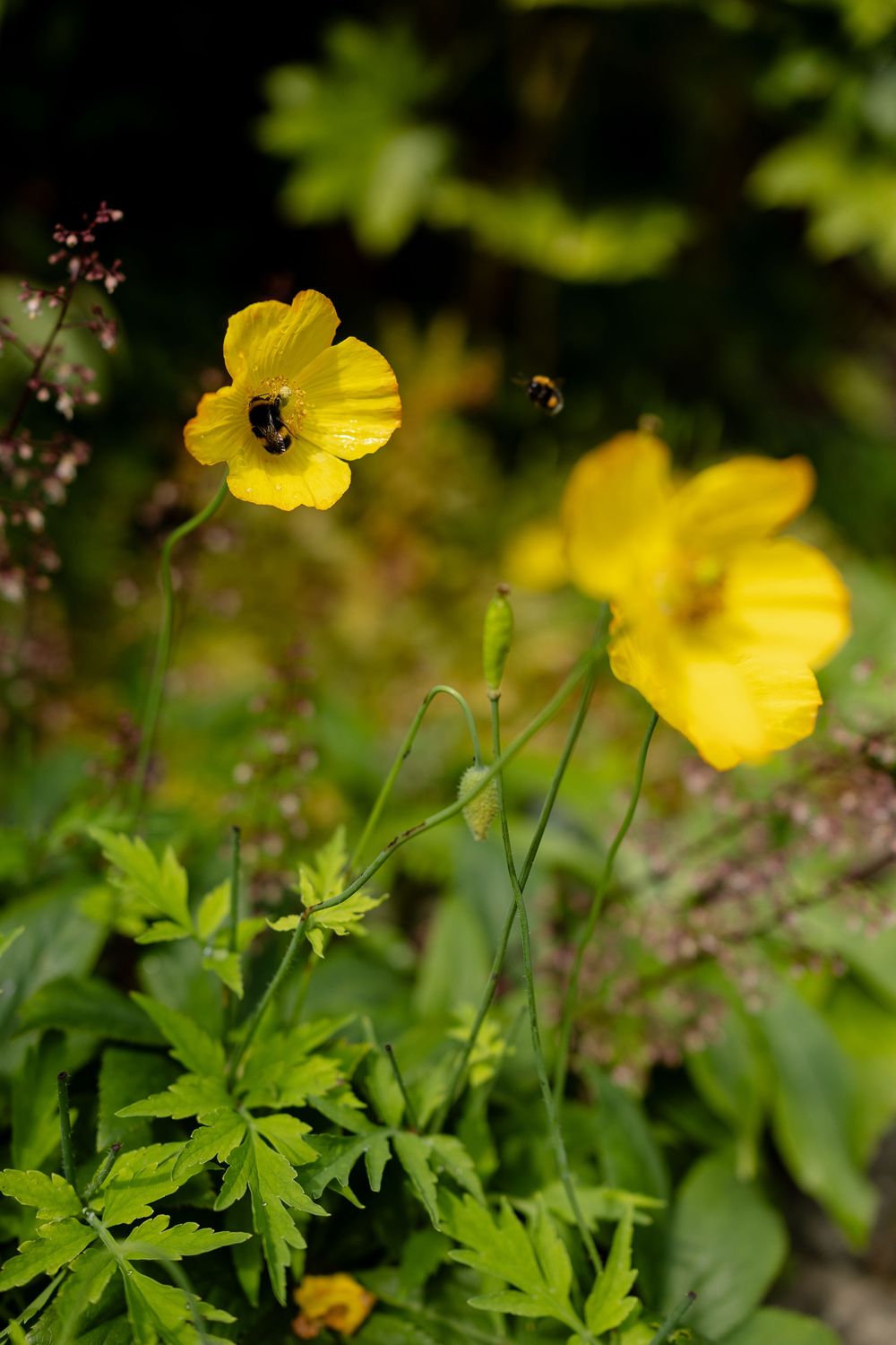 Yellow wildflowers with a bee collecting pollen bloom against a blurred green garden background.