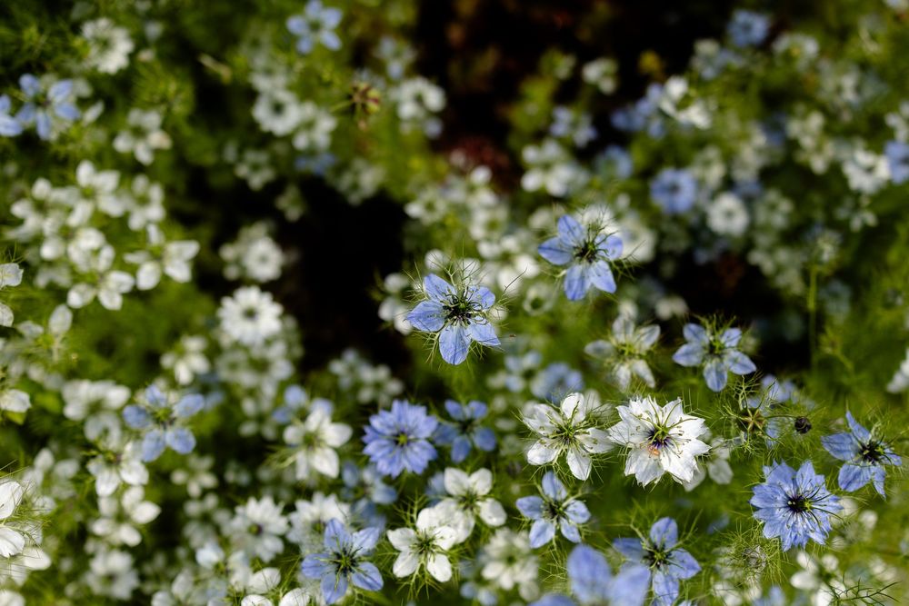 Delicate blue and white wildflowers bloom together in a soft, dreamy garden setting.