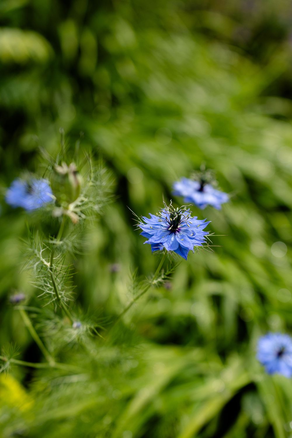 Blue cornflowers sway in a gentle breeze against a blurred green garden background, creating a natural bokeh effect.