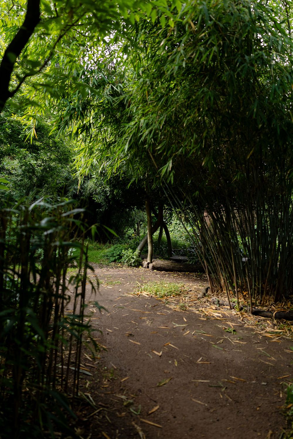 Shaded garden path winding through tall bamboo groves in a peaceful garden setting.