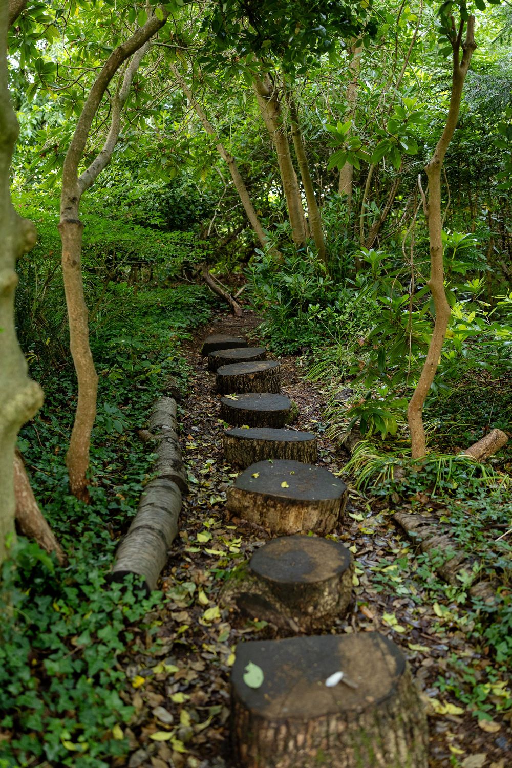 Rustic log stepping stones create a winding path through a lush green forest garden with overhanging tree branches.