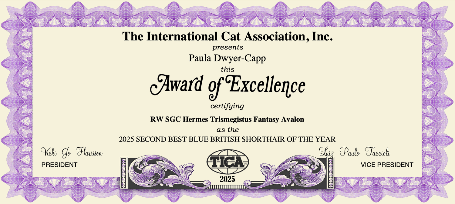 A decorative purple-bordered certificate from The International Cat Association for Award of Excellence achievement.