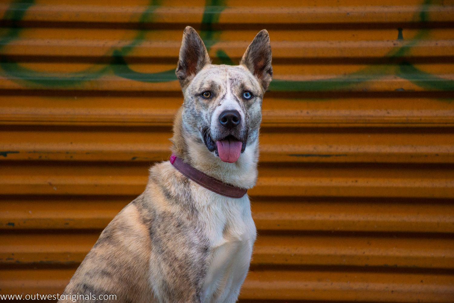 Embark challenge, Colouriffic theme, with Unleashed Education. Ciri, my helper, walked the streets and posed for snacks.