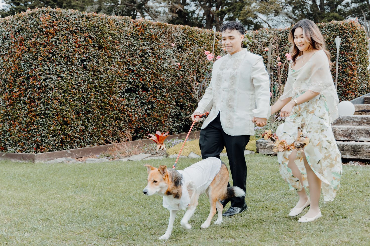 A couple in light-colored attire walks their dog on a lush green lawn with hedges in the background.