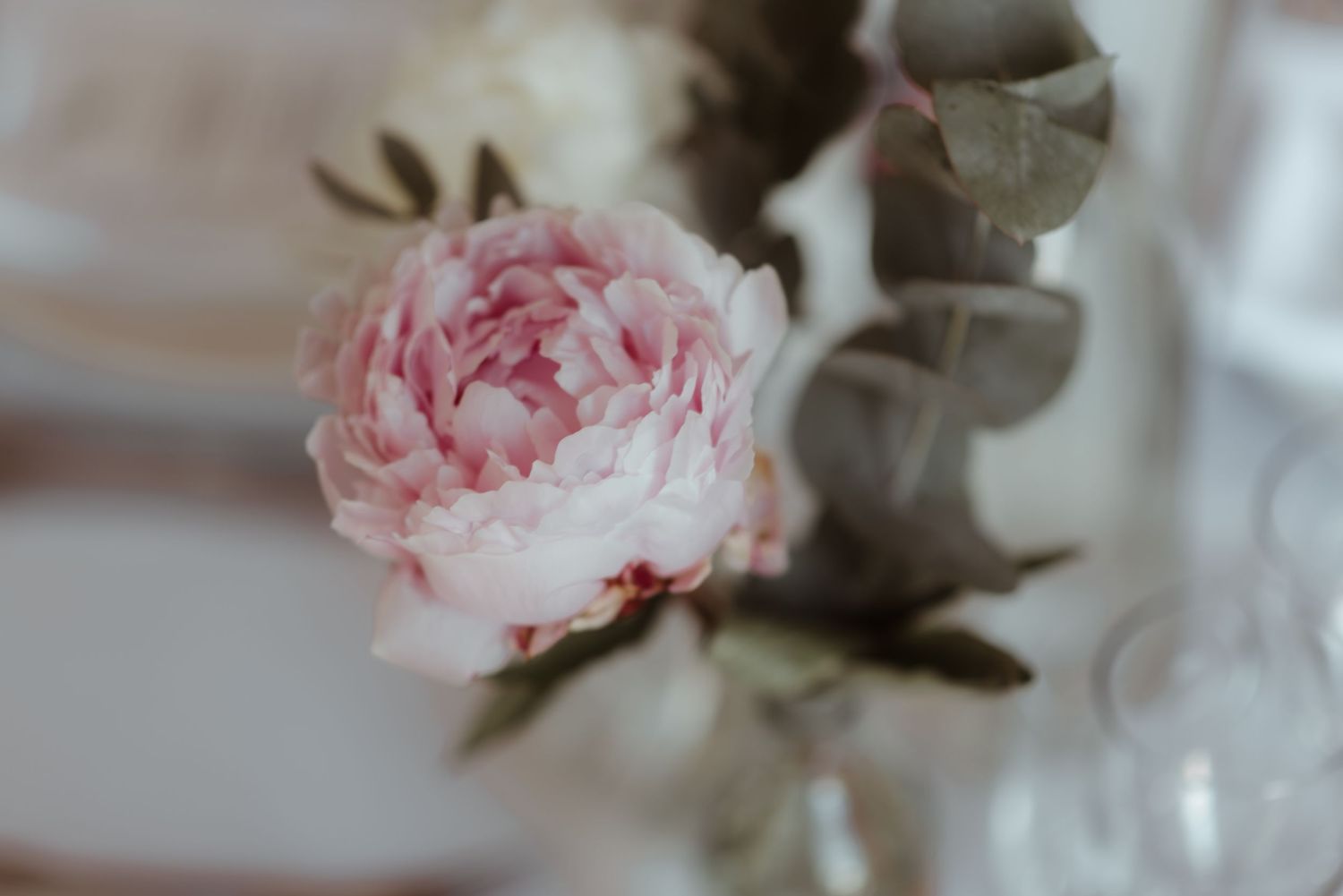 A soft pink peony flower in focus with blurred background elements.