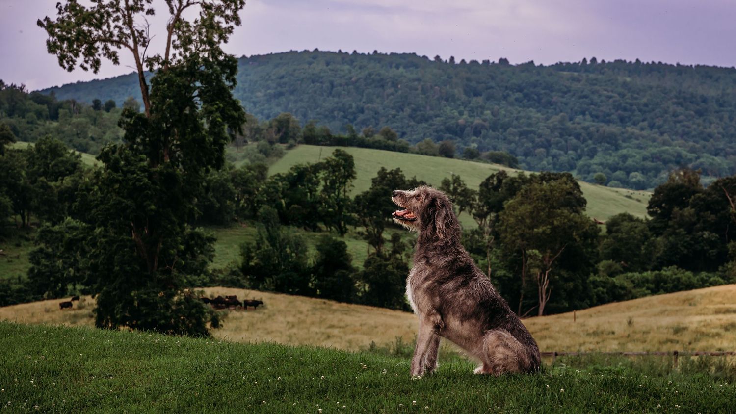 A purple sky is above rolling hills and cows grazing near Paris Virginia and as an Irish Wolfhound looks off in the distance.