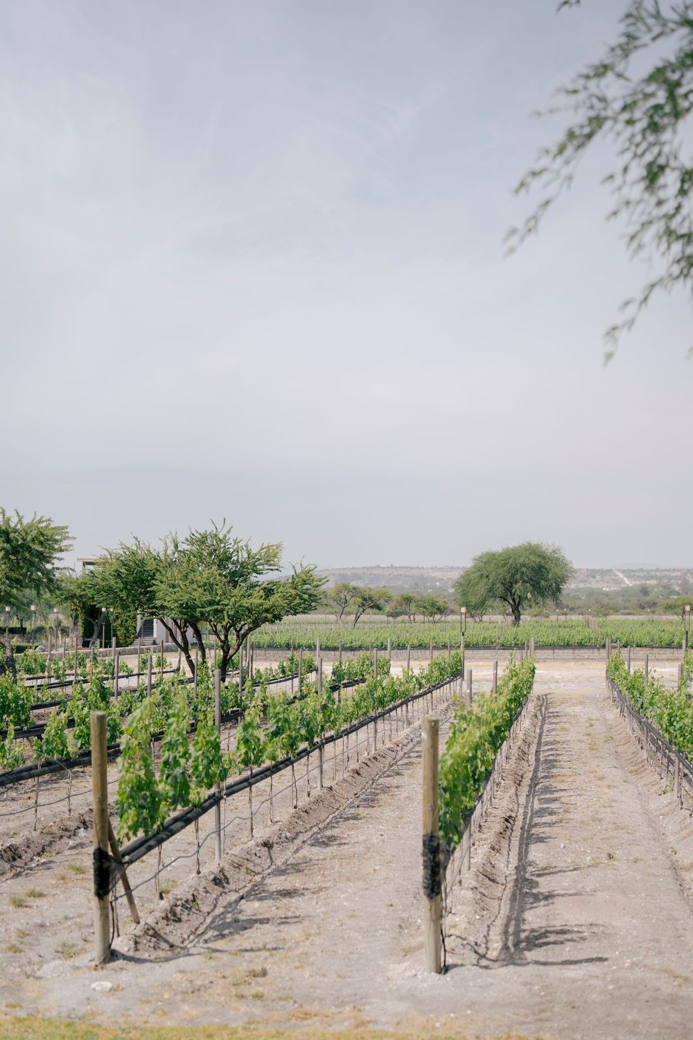 Rows of grapevines stretch across a dusty vineyard landscape with scattered trees under an overcast sky.