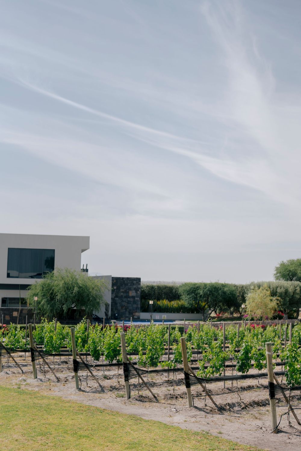 Rows of young grapevines grow in a vineyard with a modern building and cloudy sky in the background.