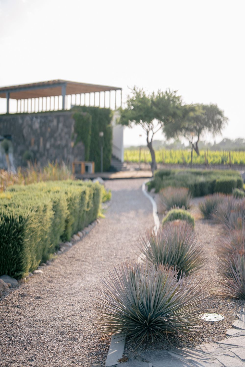 Desert landscaping path lined with ornamental grasses and natural xeriscaping against a softly lit sky at dusk.