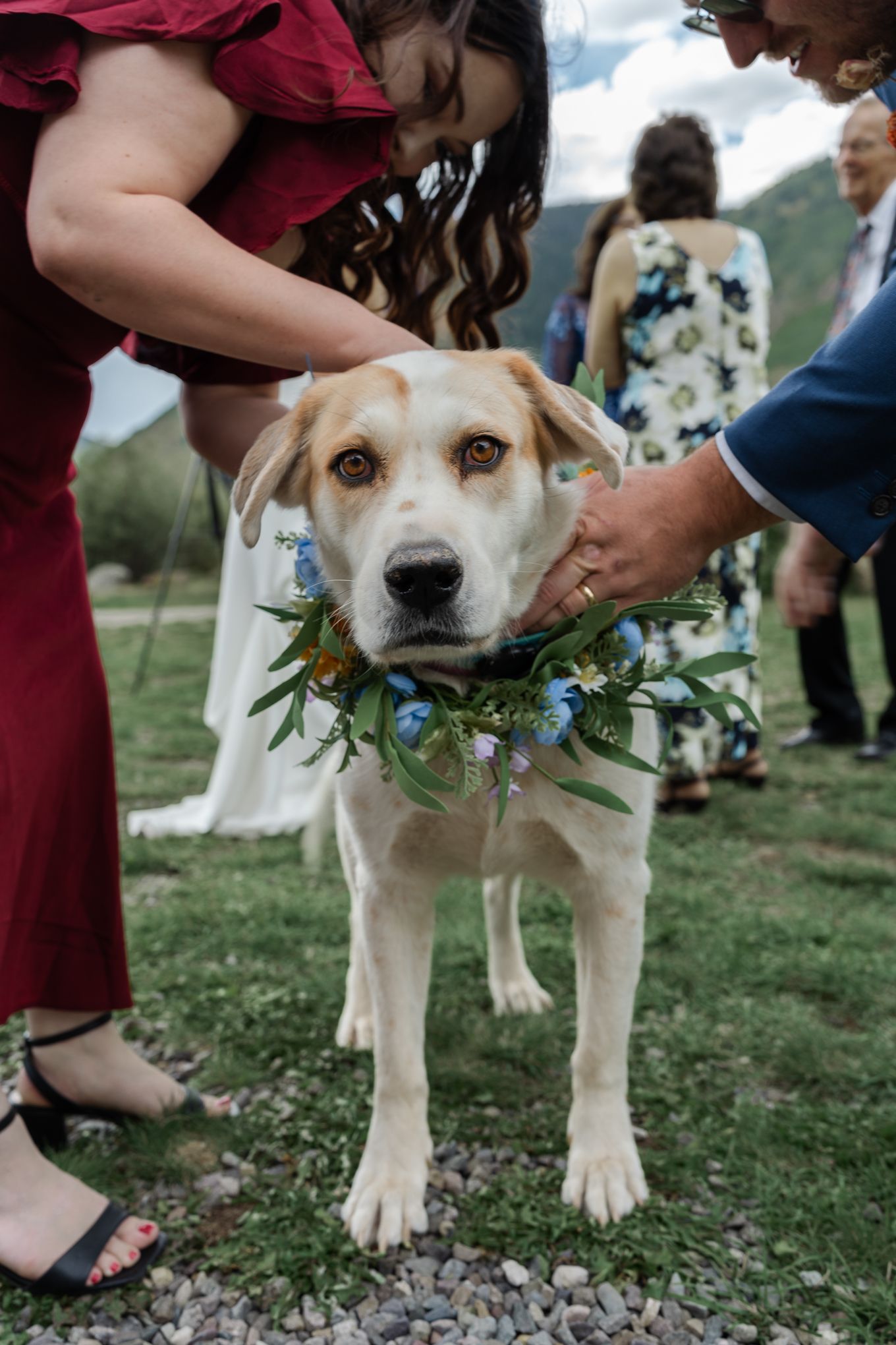 A yellow lab dog wearing a blue floral collar garland at an outdoor wedding.