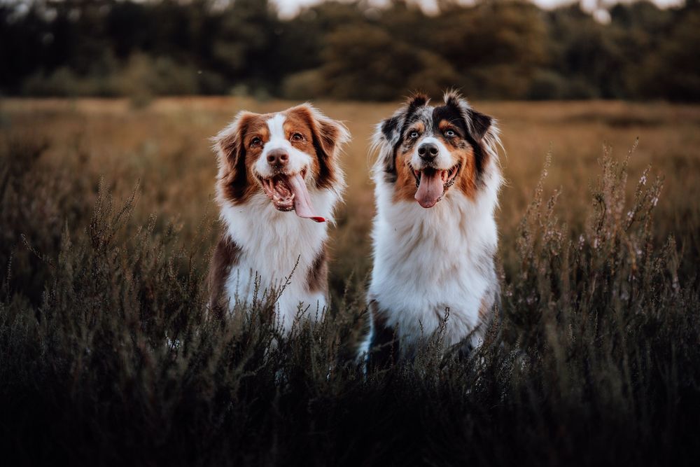 Twee Australische herdershonden zitten samen in een rustiek veld met hoog gras bij zonsondergang.