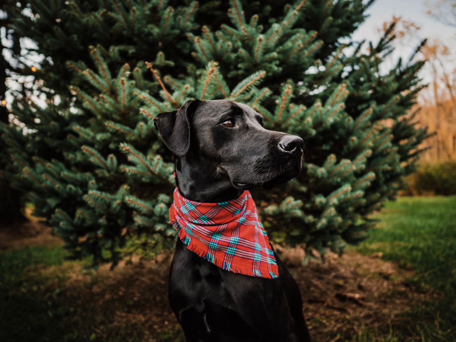 Black Lab rescue dog Pet photography Cincinnati dog photos Dayton Ohio