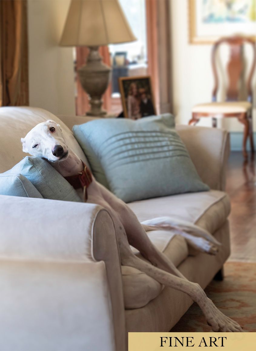 White Greyhound Dog with One Eye Open Lounging on Sofa by Photographer Leslie Argote