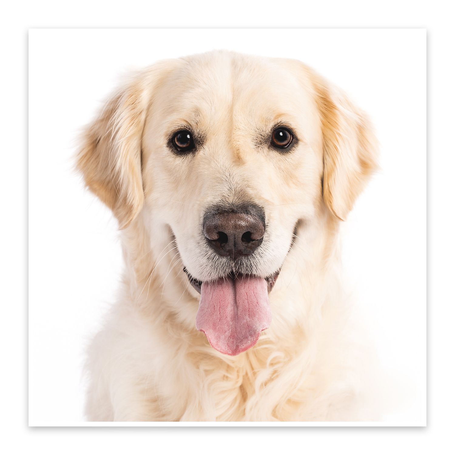 Portrait of friendly Golden Retriever with happy expression and tongue out against white background.