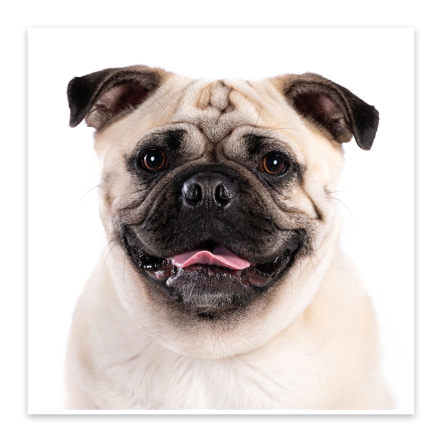 Close-up portrait of smiling pug with wrinkled face and pink tongue against white background.