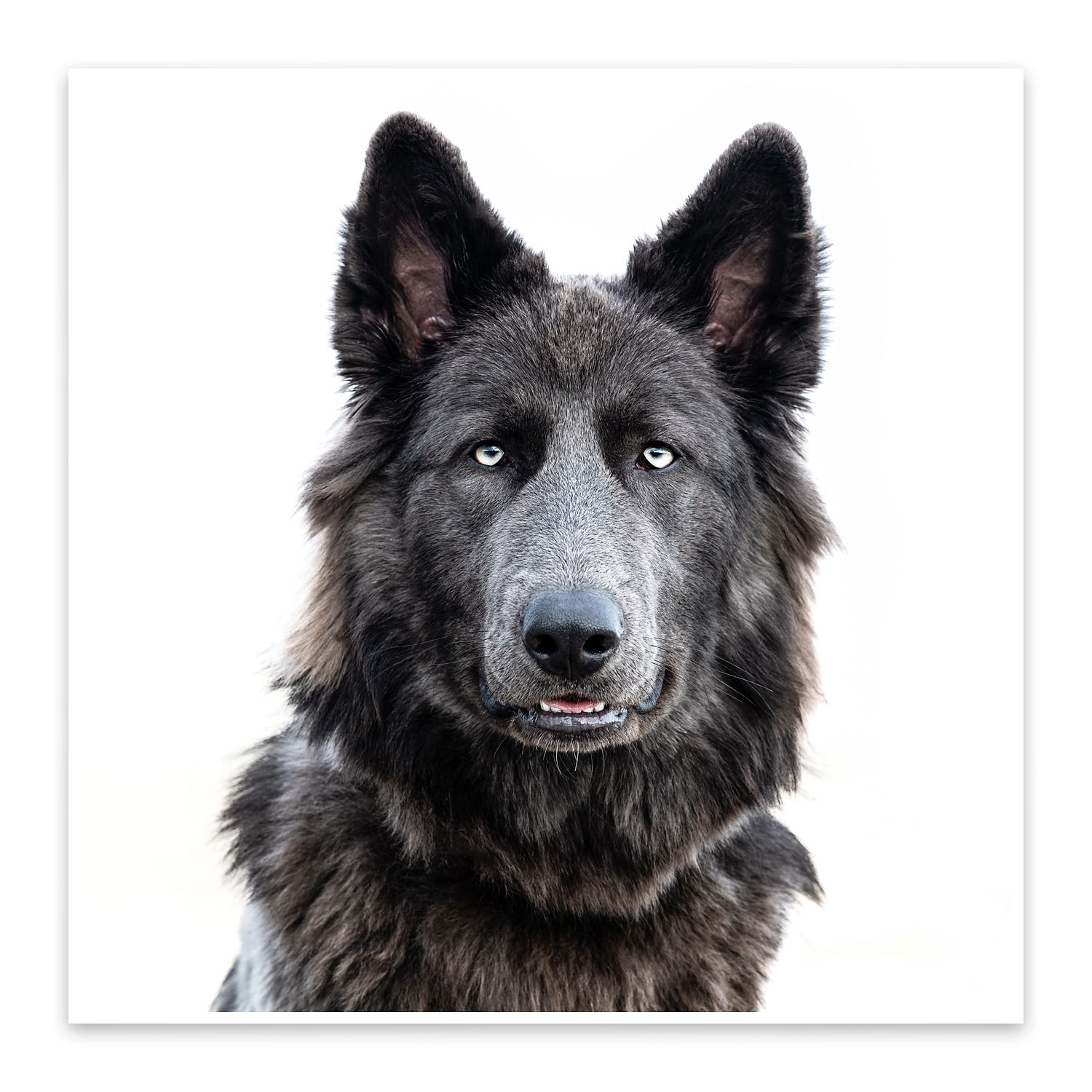 Close-up portrait of majestic dark gray wolf-like dog with pointed ears against white background.