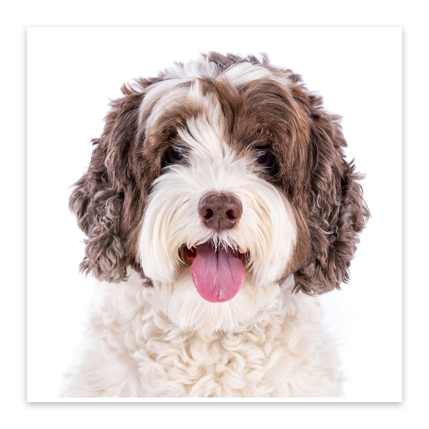 Portrait of a happy brown and white shaggy doodle dog with tongue out against white background.