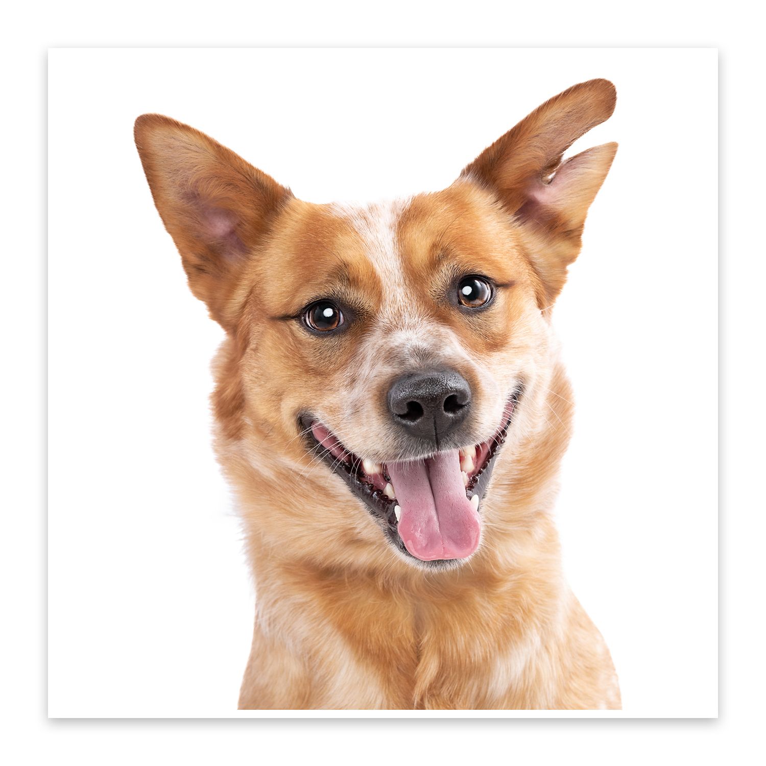 Happy tan and white Corgi mix with perked ears and open mouth against white background.