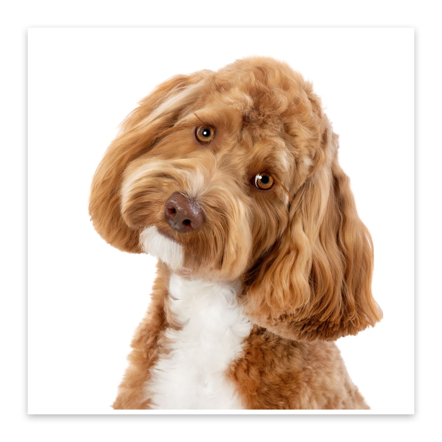 Portrait of brown Goldendoodle with wavy fur and sweet expression against white background.