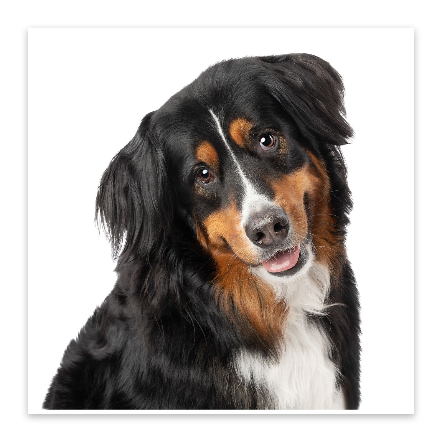 Close-up portrait of a smiling Australian Shepherd dog with black, brown and white fur against white background.