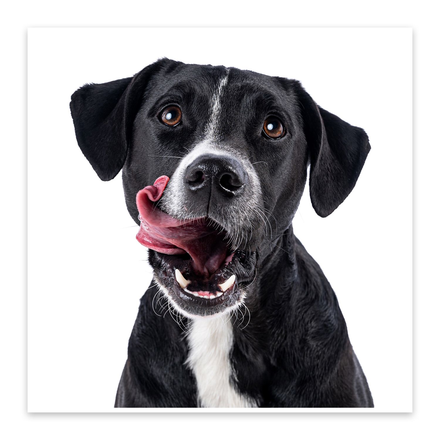 Portrait of black and white mixed breed dog with happy expression against white background.