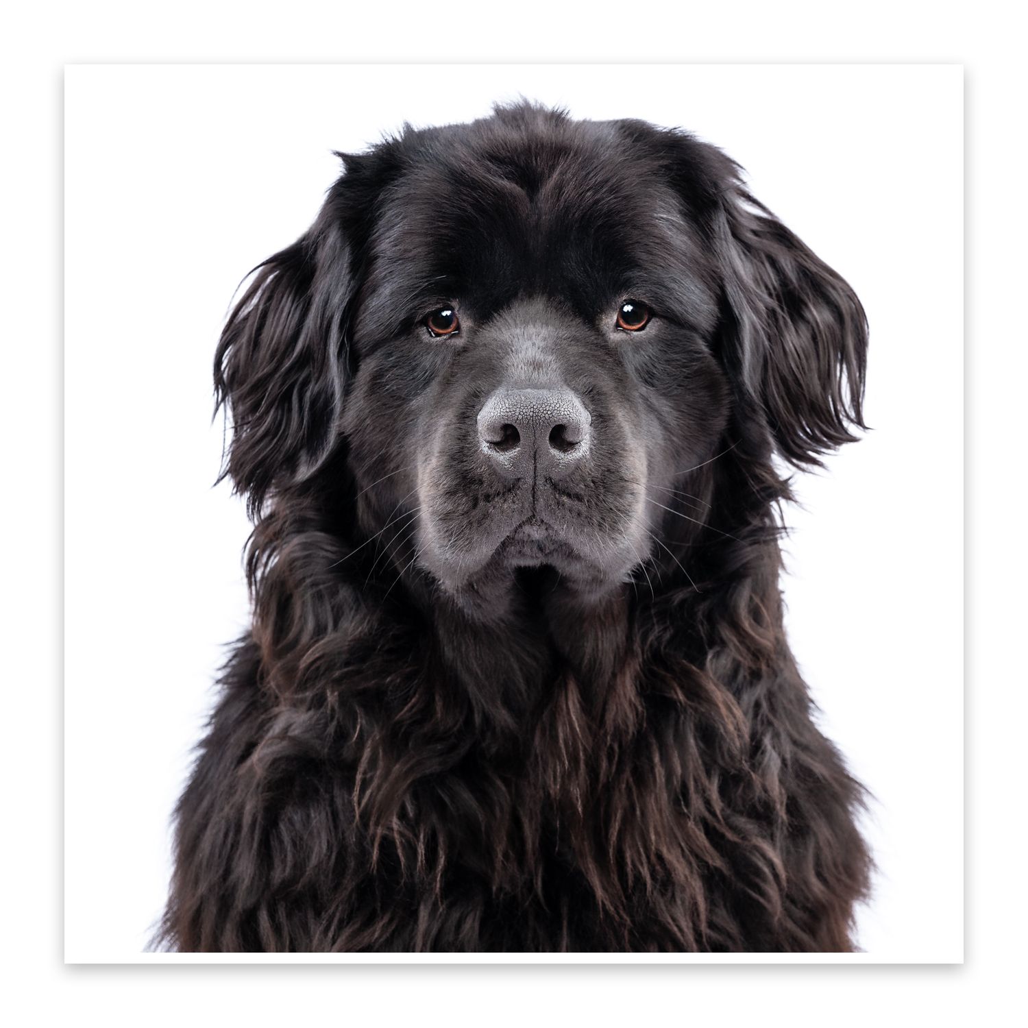 Close-up studio portrait of black Newfoundland dog with long fur against white background.