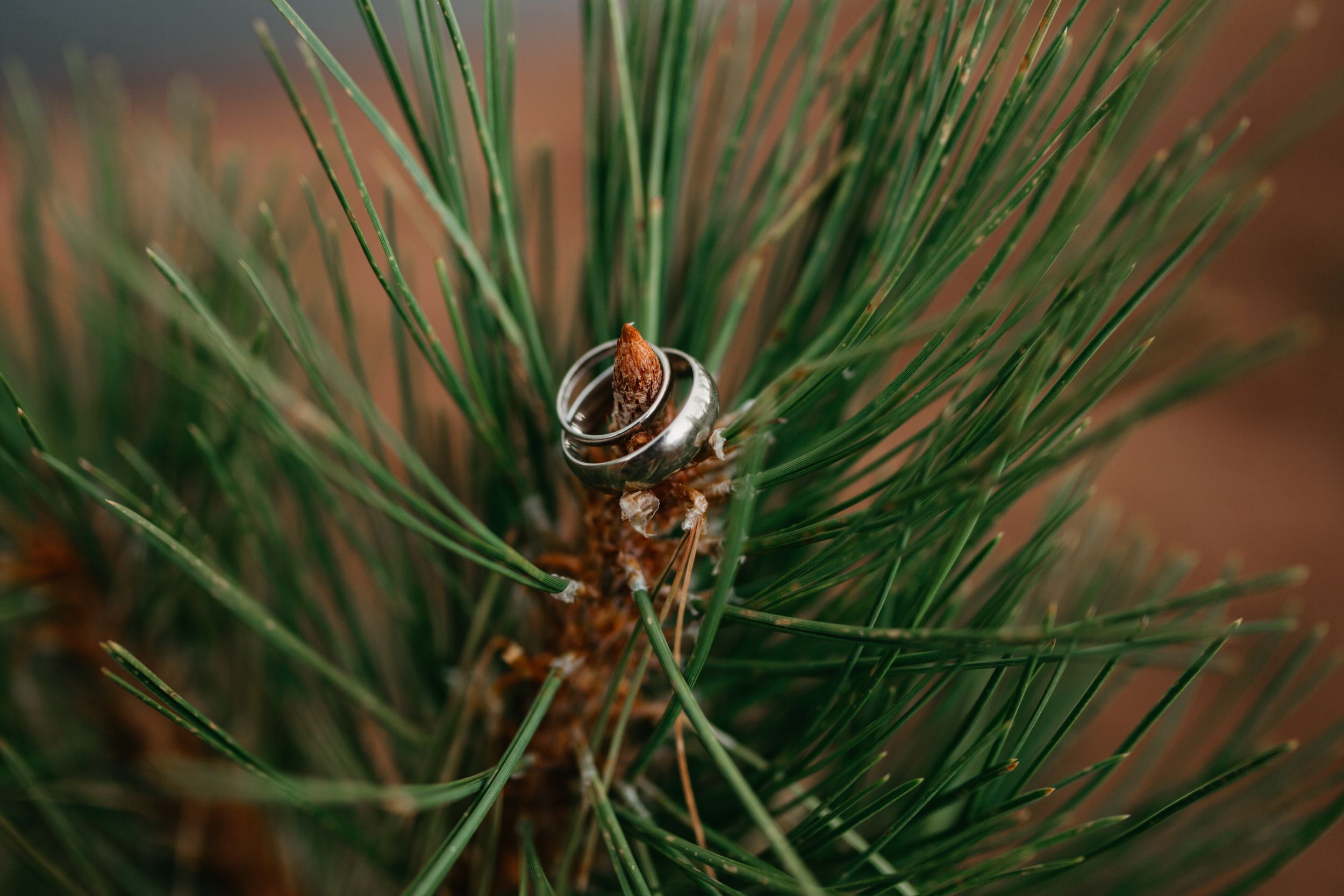 mountain wedding, rings, small wedding, colorado wedding ideas, pine, fun, unique, elope colorado, best of co weddings