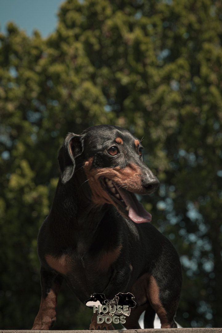 On location pet portraits of dog
