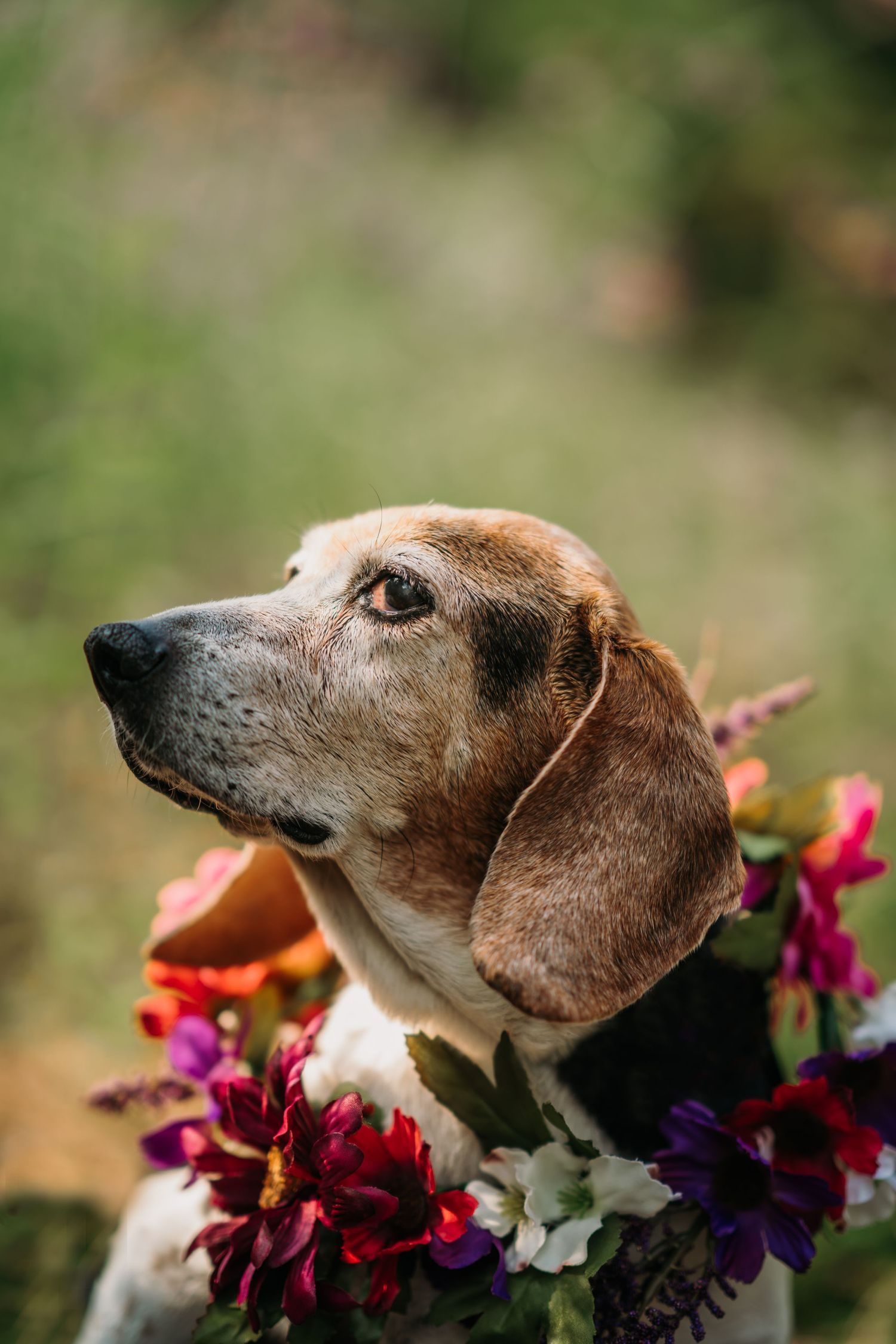 beagle rescue dog crosses rainbow bridge in Cincinnati pet photographer near me