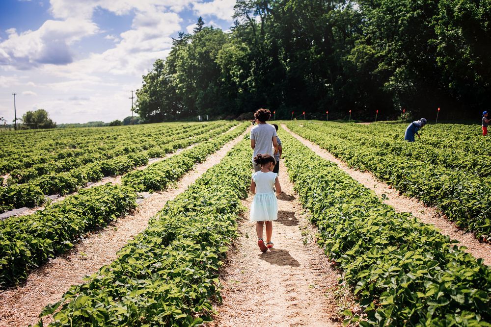 strawberry picking