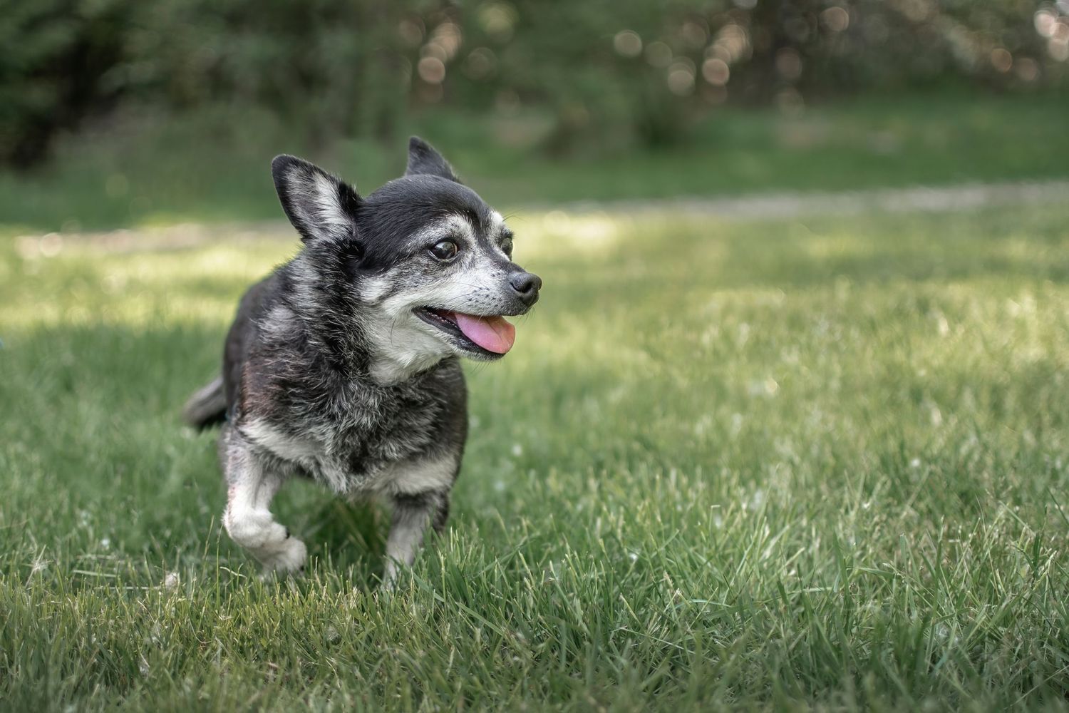 Senior chihuahua in Tacoma - Dog Photographer