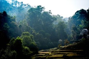 Paddy fields and morning mist in the mountains of Northern Thailand