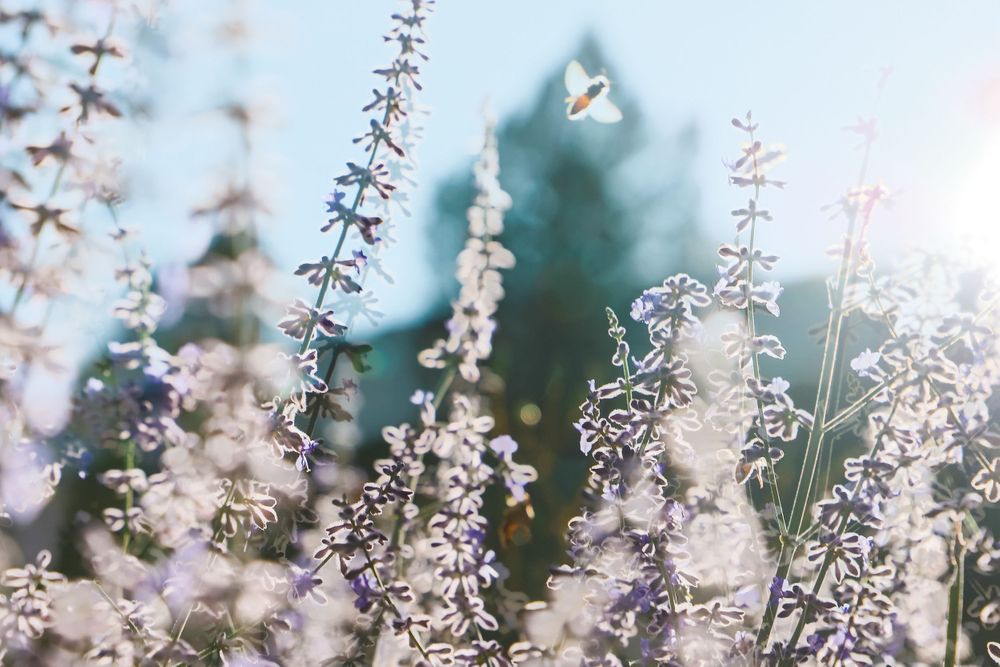 Bee in the Light - Canyon City, OR