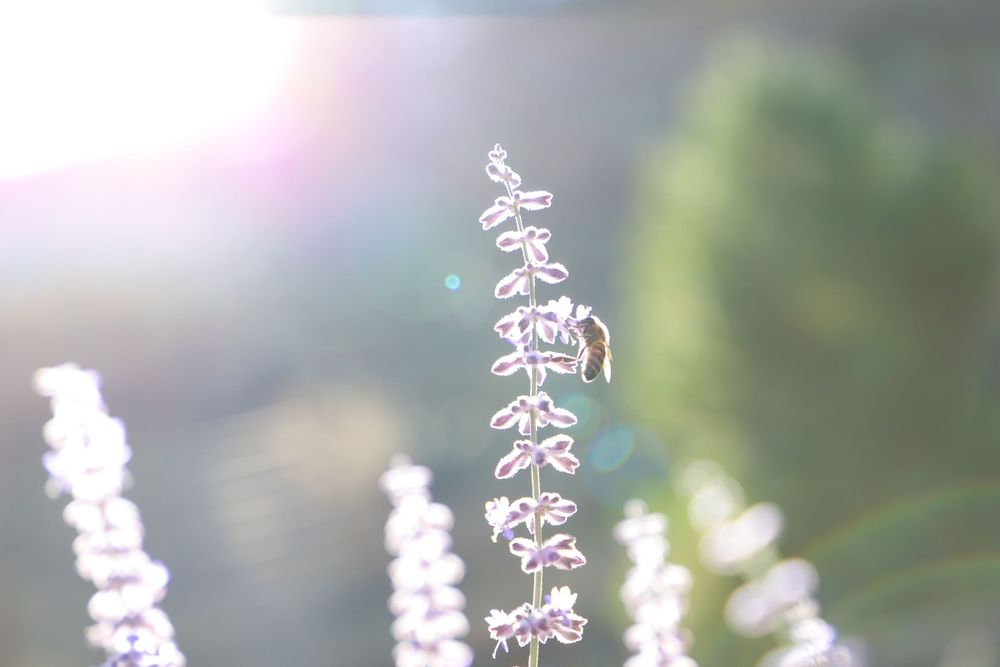 Bee the Light - Canyon City, OR
