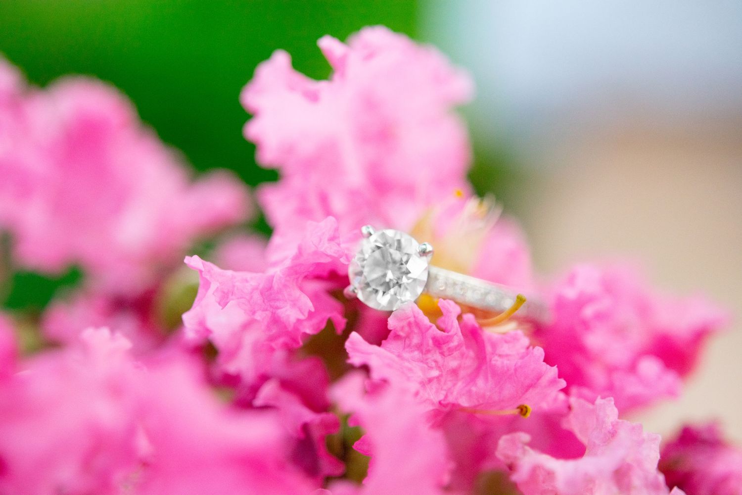 round white gold diamond engagement ring on a hot pink crepe myrtle bush