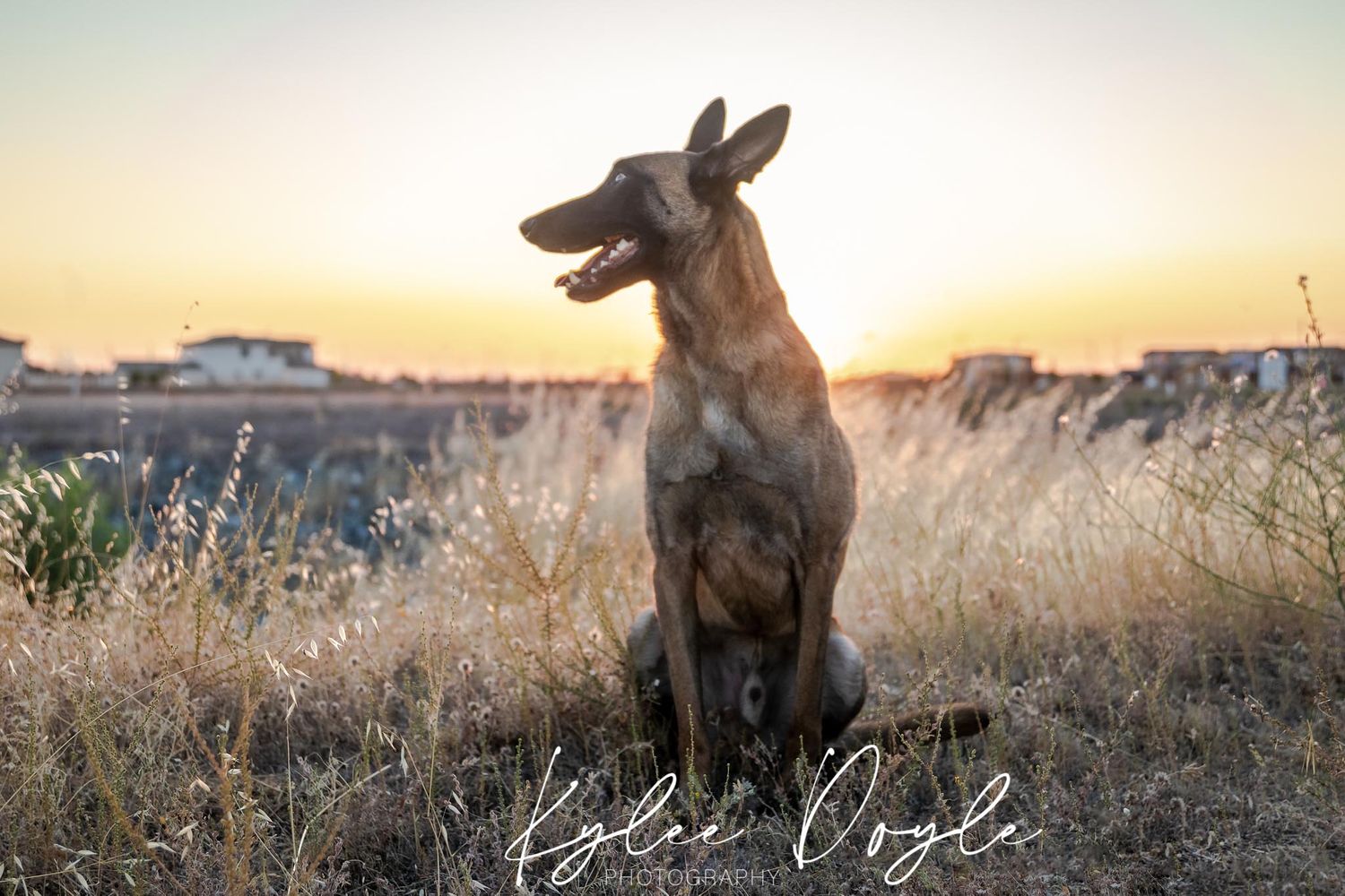 Belgian malinois dog sitting in tall grass at sunset