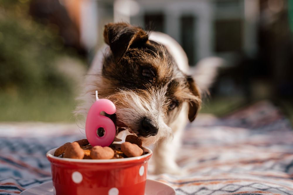 dog birthday cake - dog photography Hampshire - dog birthday photography