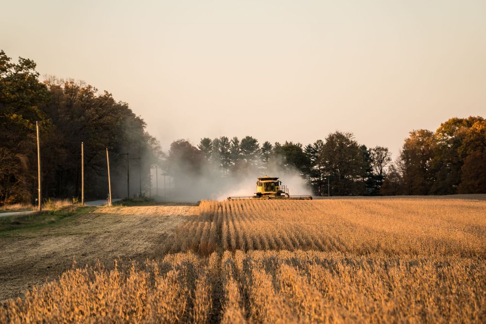 Combine harvester working in golden wheat field at sunset with tree line in background.