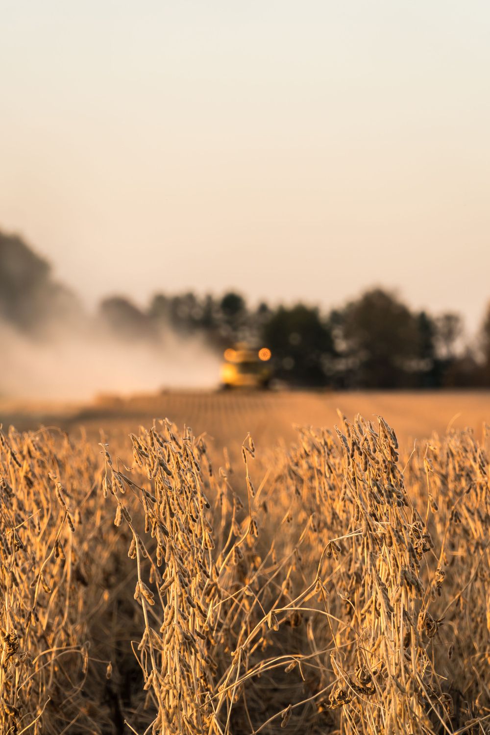 Close-up of dry soybean plants with harvester visible in distant misty field.