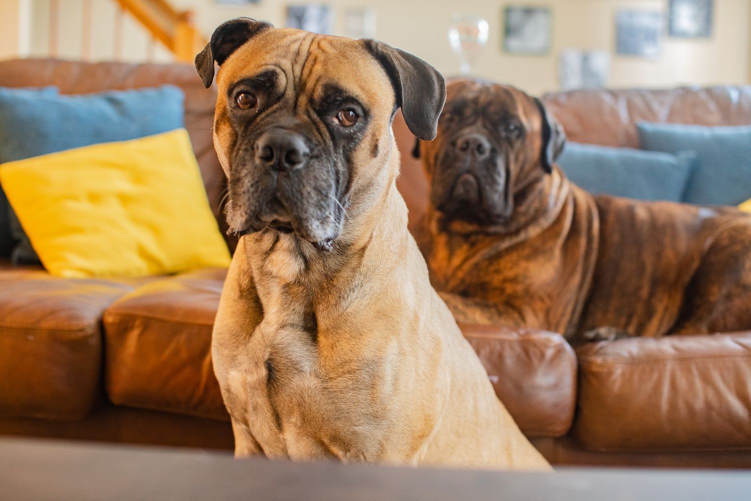 two bull mastiffs