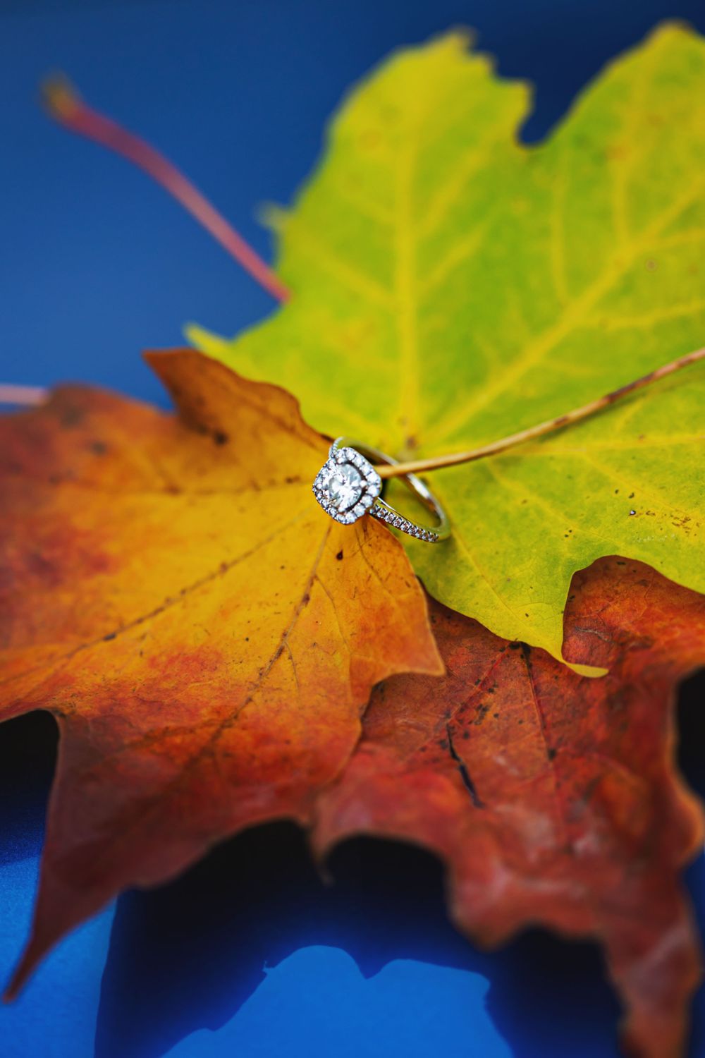 Fall engagement photos at Fanshawe Conservation Area London Ontario by photographer Shawn Van Daele