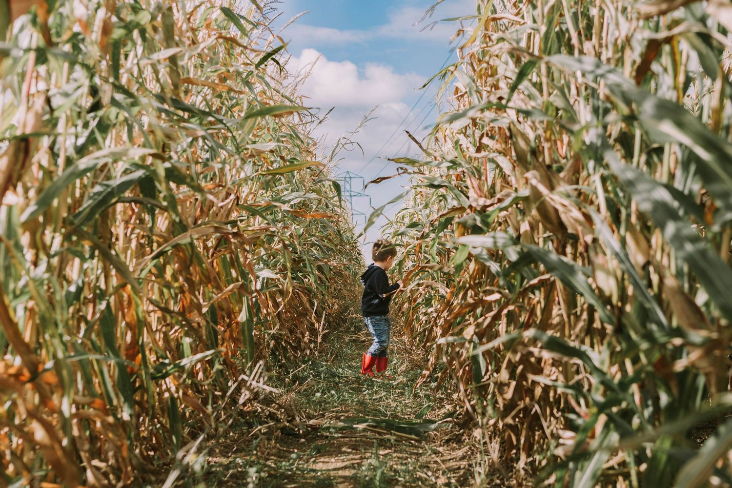 corn maze pumpkin patch brentwood