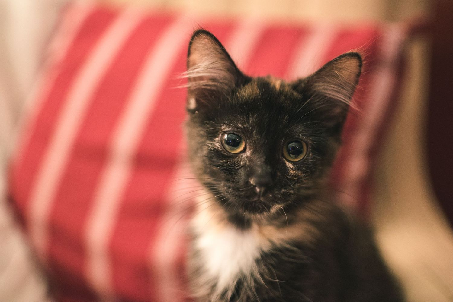 Pet Photography West Michigan