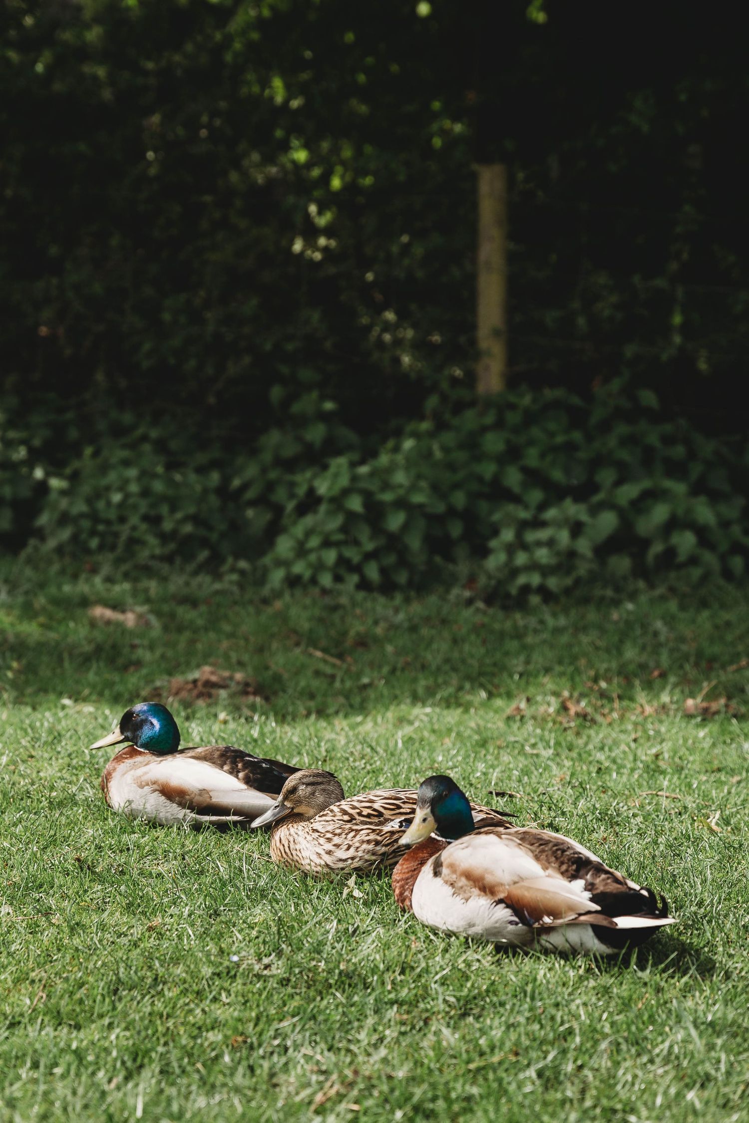 mallard ducks South Weald country park