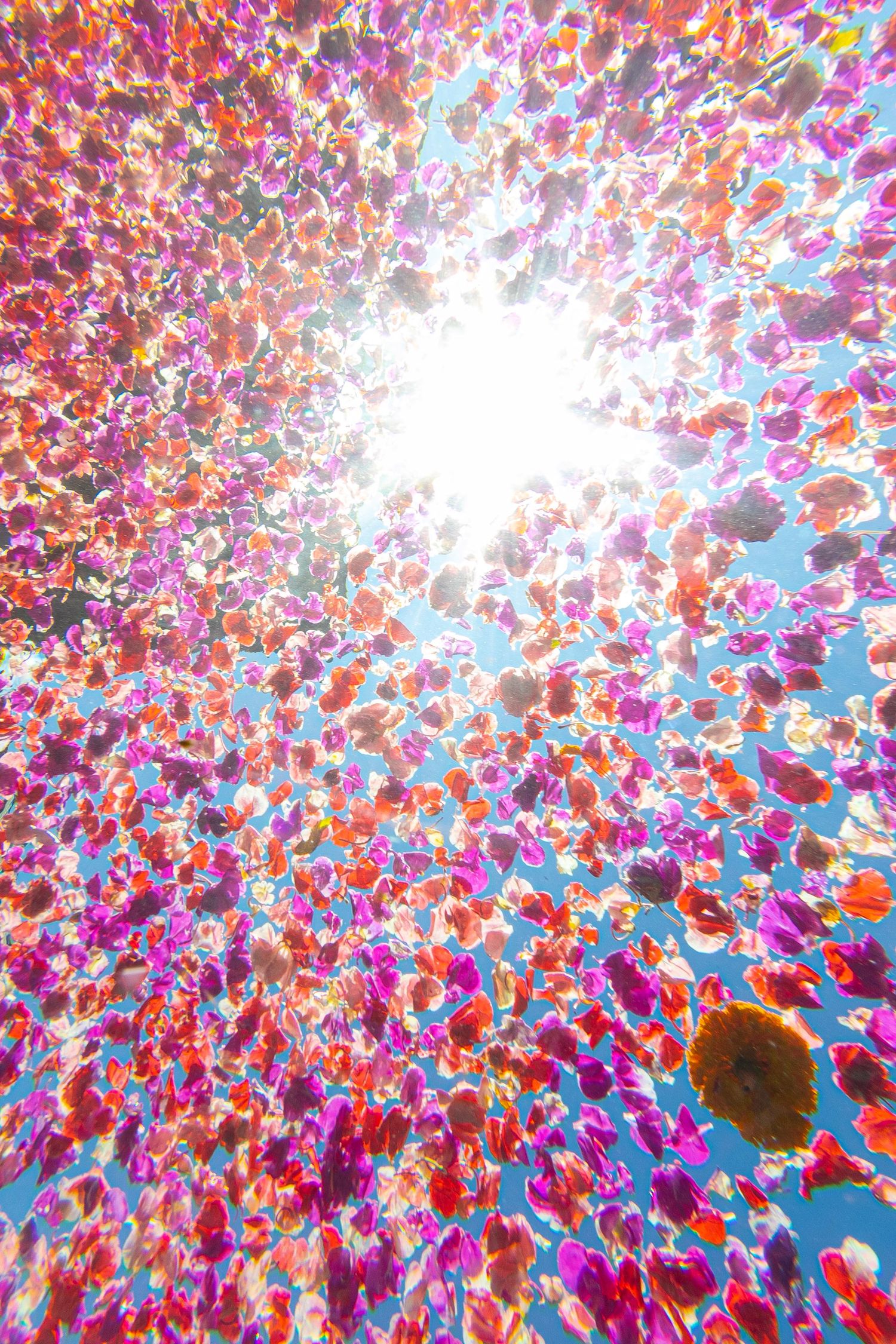 Floating flowers from underneath